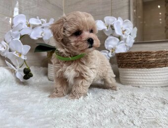 Maltipoo - 5