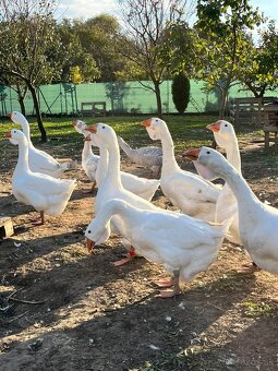 Cholmogorské husi - 5