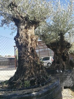 Olivovník bonsai - 5
