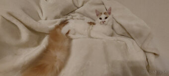 Mainska myvalia mainský - 5