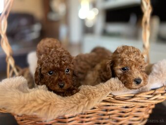 Toy pudel – krásne šteniatka - 5