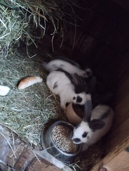 Nemecký obrovitý strakáč - 5