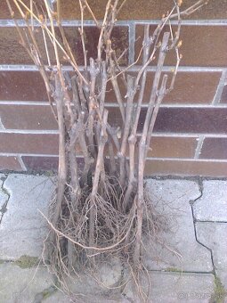 Vinič rezistentný. - 5