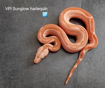 Velhad kralovsky -boa constrictor 3/25 - 5