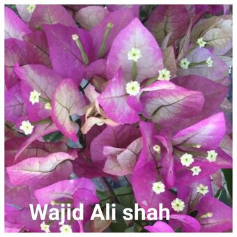 Bougainvillea,( bougainvillea, bugenvilea, bugenvila ) Wajid - 5