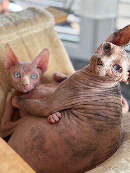 Kanadsky Sphynx - 5