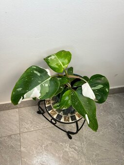 Philodendron White Princess - 5