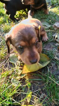 Jazvečík trpasličí šteniatka - 5