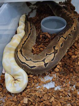 Ball Python- Python Regius - 5