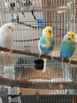 andulky na predaj - 5