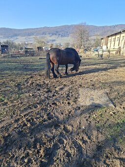 Predam tazneho zrebca - 5