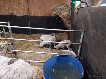 Jahnata na predaj - 5