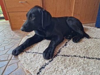 Darujem 4 mesačné labradorskeho retrievera - 5