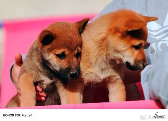 Shiba Inu - 5