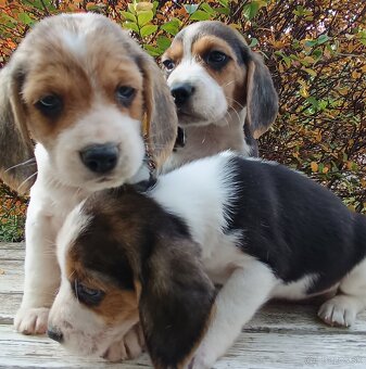 Beagle, bigel, bigl bez PP - 5