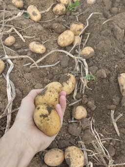 Predám zemiaky typ A - 5