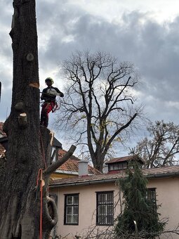 Rizikové výruby stromov - 5