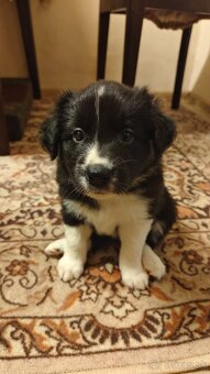 Border kolie s PP - 5