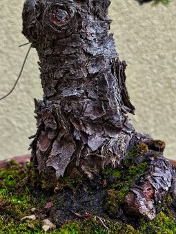 Bonsai, Bonsaj, Borovica horská - 5