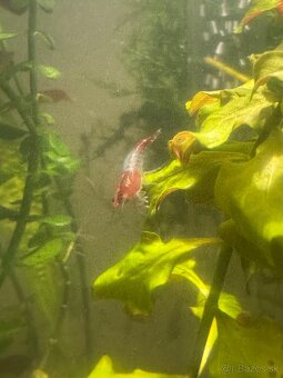 Predám krevetky Neocaridina Red Rili - 5