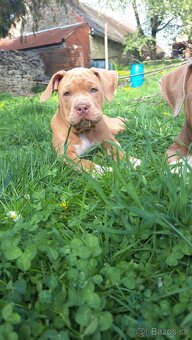 American Bully standard - 5
