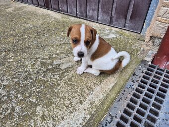 Šteniatka Jack russel - 5