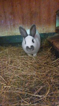 Králiky do chovu - 5