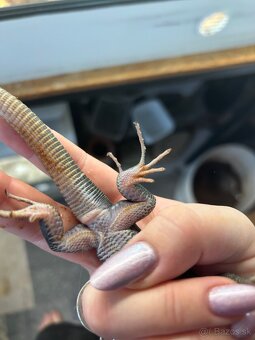 Timon Lepidus Melanistic 1.2 - 5