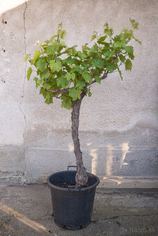 Starý vinič v kvetináči - 5