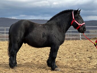 Ťažný kôň na predaj - Valach - 5