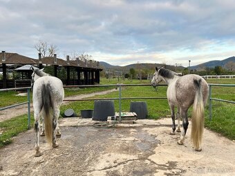 Ponúkame ustajnenie - 5