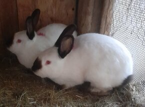 Zajace ,králiky - 5