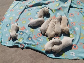 Zlatý retriever - 5