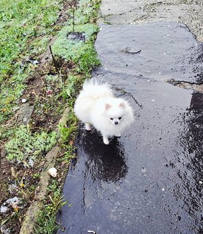 Pomeranian mini s PP FCI - 5