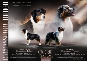 Austrálsky ovčiak - 5