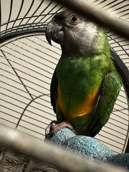 Papagáj Senegalský samec - 5