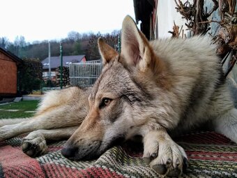 Československý vlčiak s PP - 5