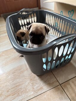 Mops mopslik - 5