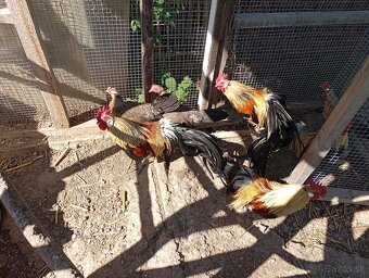 Predám kohútov Hamburčanky a Fénix. - 5