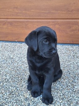 Labrador šteniatka - 5