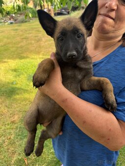 Belgicky ovčiak malinois - 5