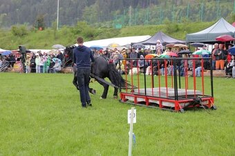 Predám plemenneho žrebca - 5