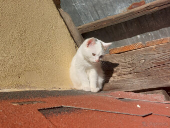 Podarujem mačiatka - 5