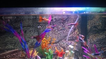 Gubka rybka do akvaria - 5