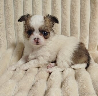 Čivava mini psík dlhosrstý - 5