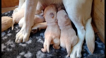 Šteniatka LABRADORA - 5