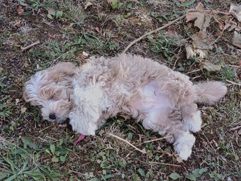 Predám psíka Maltipoo - 5