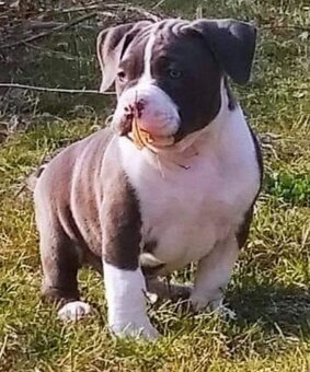 American Bully krytie - 5