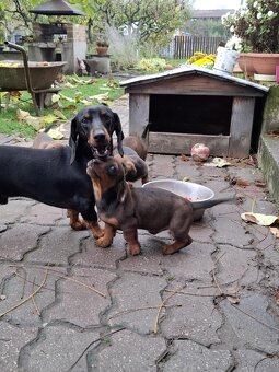 Predám šteniatka jazvečika. - 5