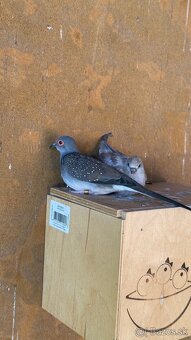 Holúbok diamantový - šedý / hnedý - 5